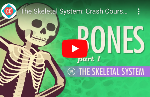 The Skeletal System: Crash Course youtube screenshot
