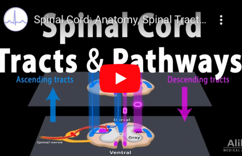 Spinal Tracts & Somatic Reflexes youtube screenshot