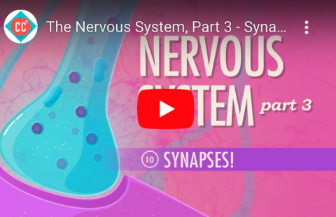 Synapses youtube screenshot
