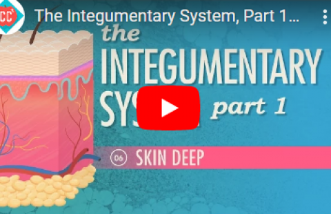 Thumbnail for the first part of a set of videos on the integumentary system
