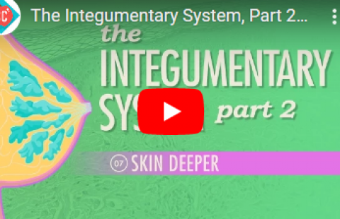 Thumbnail for the second part of a set of videos on the integumentary system