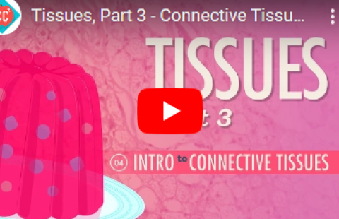 Thumbnail for the third video in a series of videos on tissue