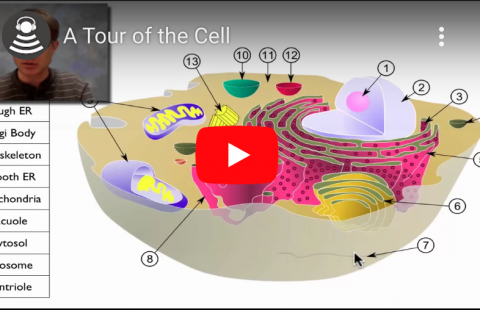 A Tour of the Cell youtube screenshot