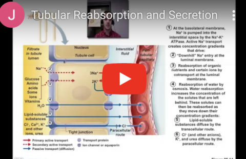 Tubular Reabsorption an Secretion Youtube video screenshot