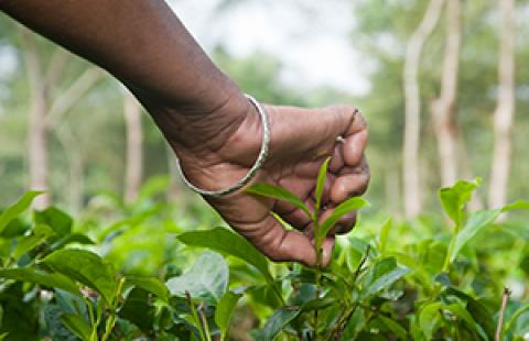 hand picking leaf