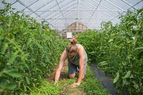 student working in high tunnels