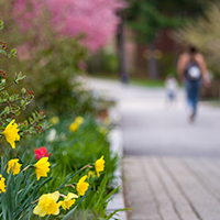 flowers with person walking on path