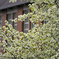 flowering tree