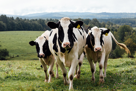 cows in a field