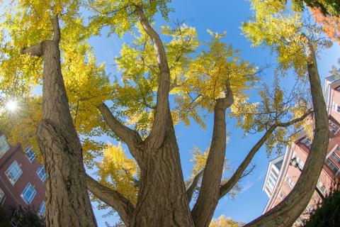 ginko tree next to James hall
