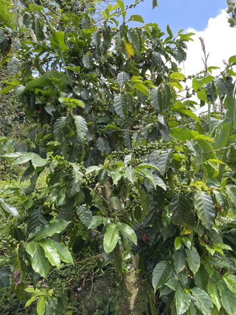 a coffee bush