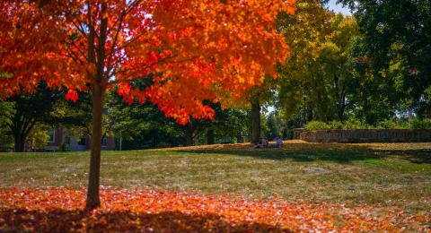 Students sitting under tree in background, tree in fall color in foreground