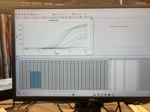 qPCR plot