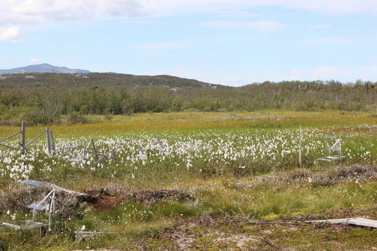 pântanos totalmente descongelados no Círculo Polar Ártico em Abisko, Suécia