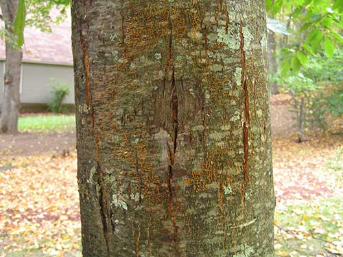 chestnut blight