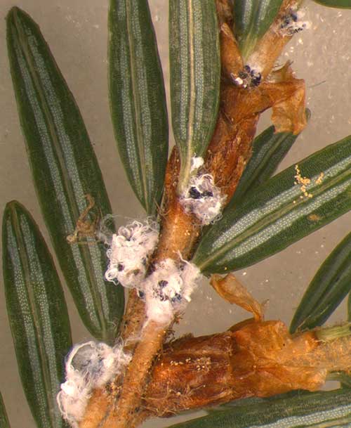 hemlock woolly adelgid