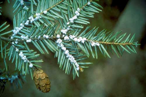 hemlock wooly adelgid