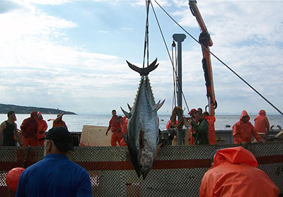 fishing for Bluefin tuna in Barbate, Spain