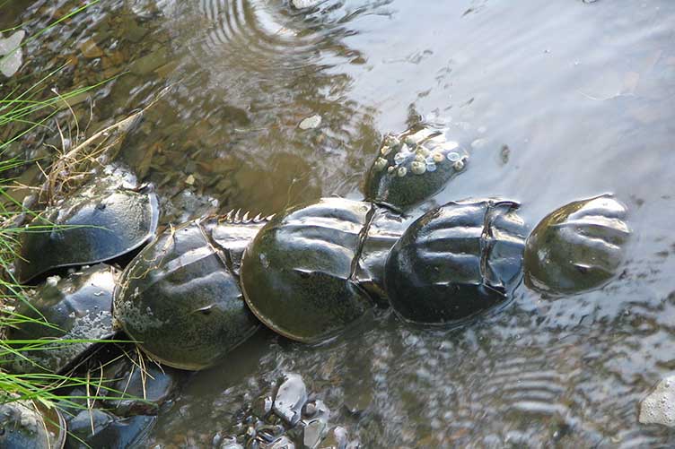 horseshoe crabs