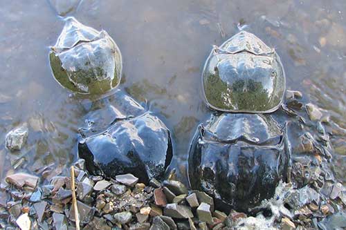 horseshoe crabs