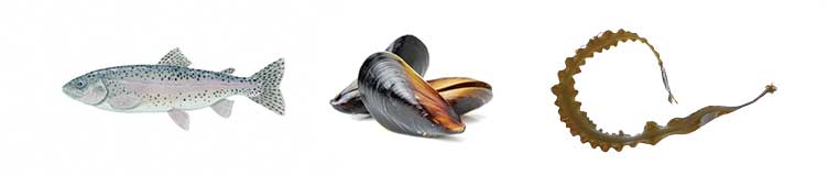 steelhead trout, blue mussels and sugar kelp