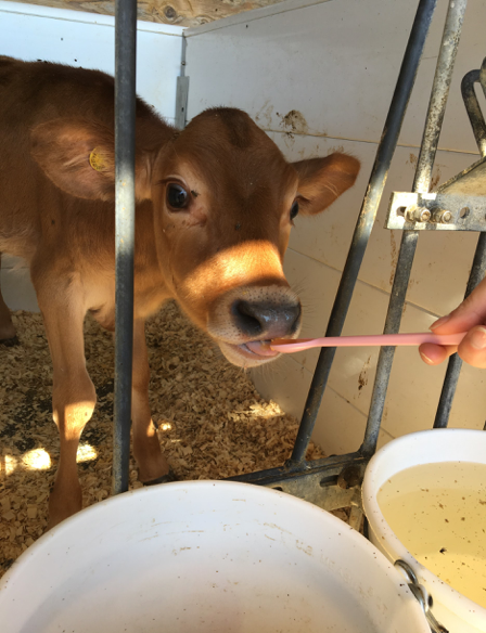 cow sipping honey from spoon