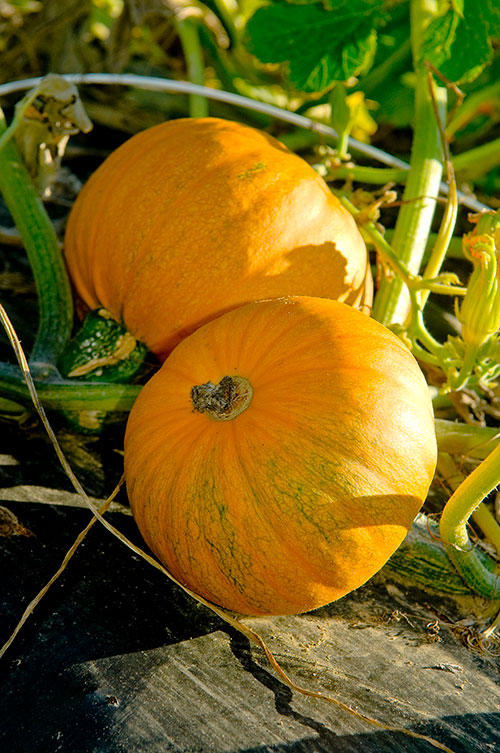 pumpkins part of Brent Loy's research at UNH's Kingman Farm