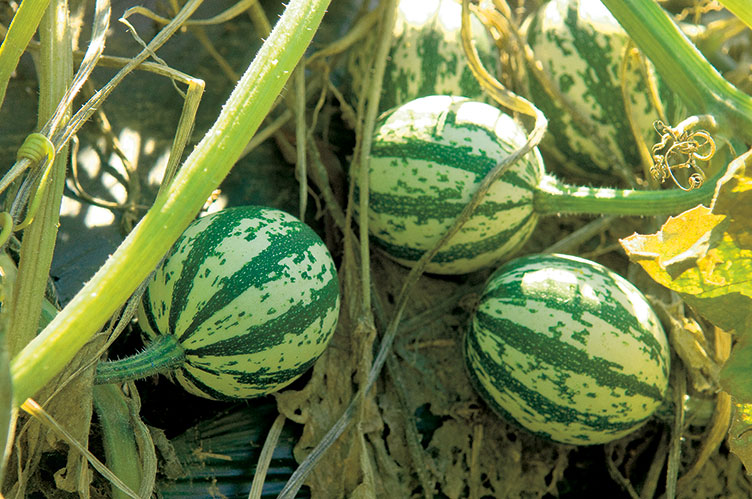 melons part of Brent Loy's research at Kingman Farm