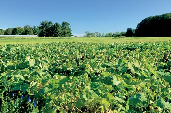 a field that was part of Brent Loy's research