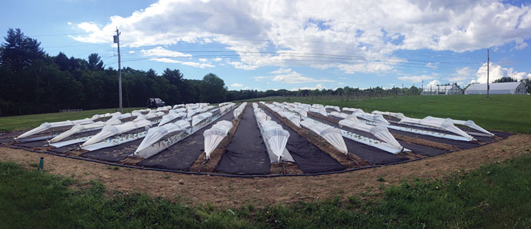 rows of strawberries part of the TunnelBerries project at UNH's Woodman Farm