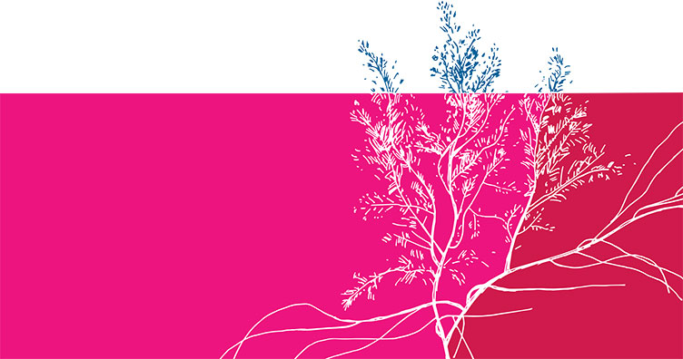 pink and red illustration of an invasive seaweed