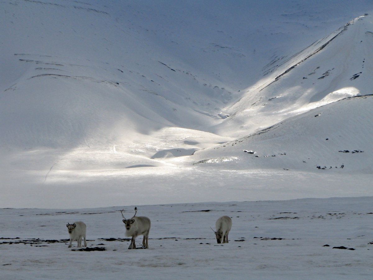 Reindeer browse for food on snow-covered terrain.