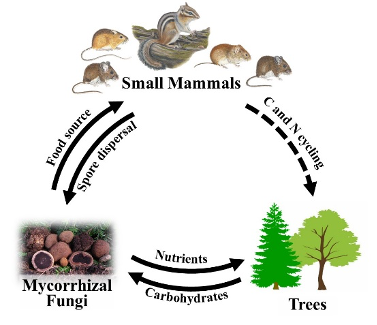 Mammal-fungi relationship model