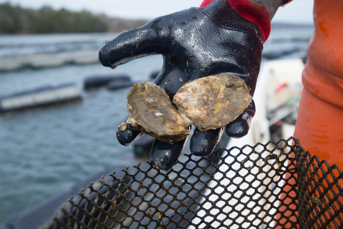 A gloved hand holds two oysters near the water with oyster cages in the background.