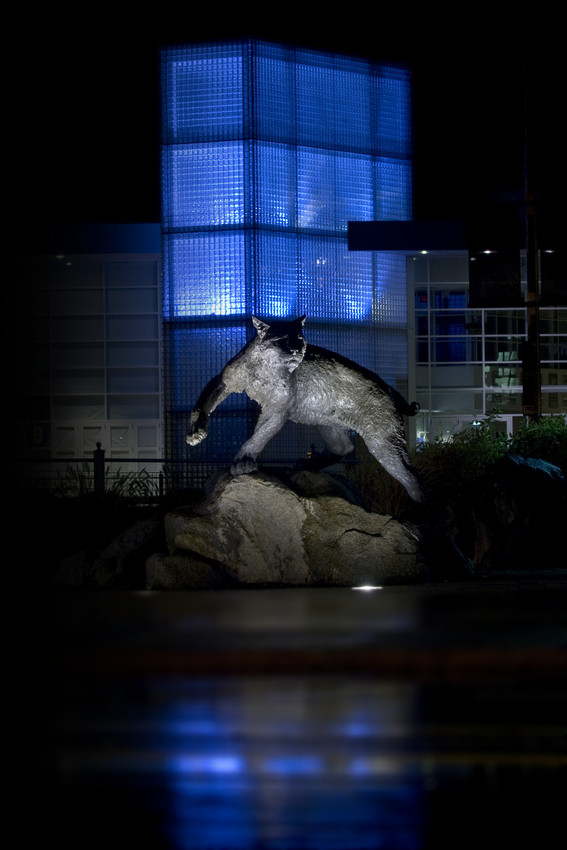 the UNH Wildcat statue in front of the Whittemore Center at night