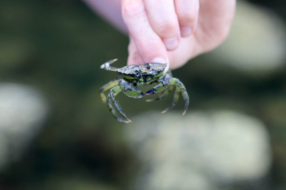 Close up of green crab in human's hand