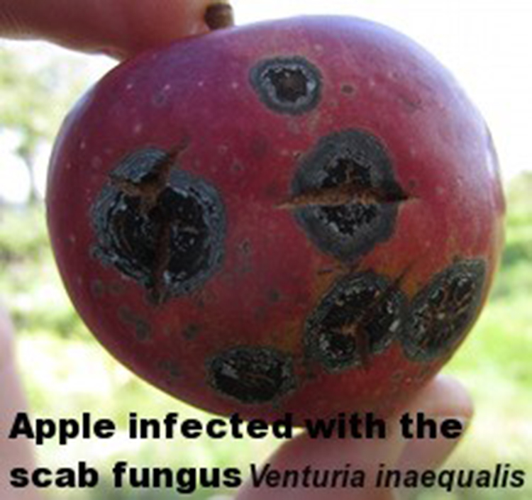 Apple infected with scab fungus