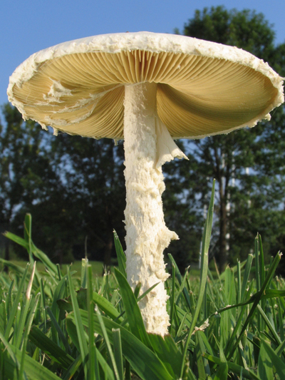 Close-up of white mushroom in green grass