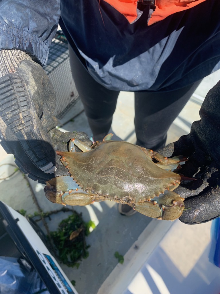 Female blue crab held by UNH researcher