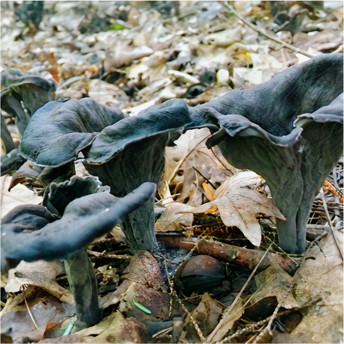 Black trumpet mushroom