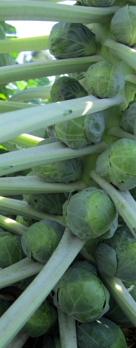 Brussel sprouts