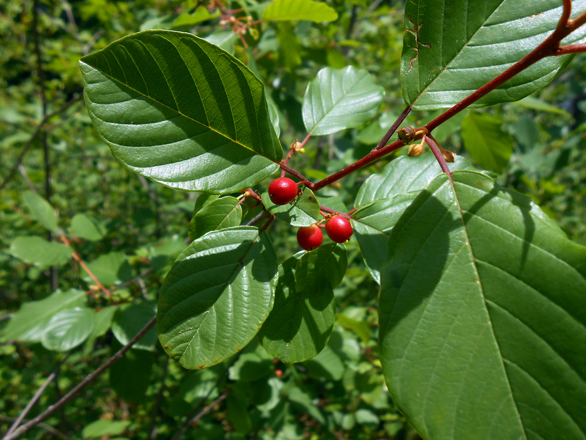 Berries