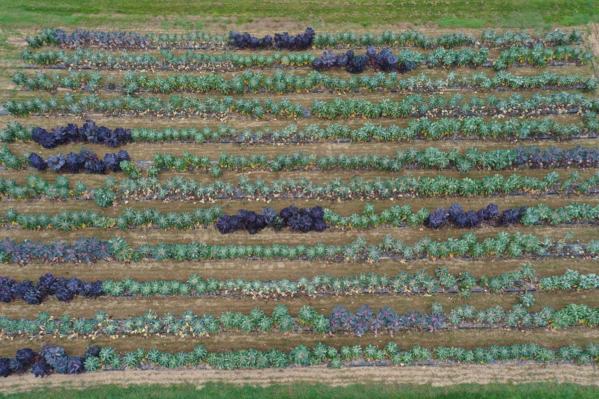 Aerial footage of the Brussels sprout plot at the Woodman Horticultural Research Farm showing the different varieties.