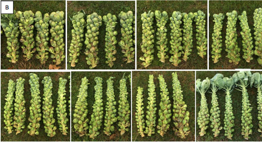 Photos of Brussels sprout plants (Diablo varieties) topped at different dates.