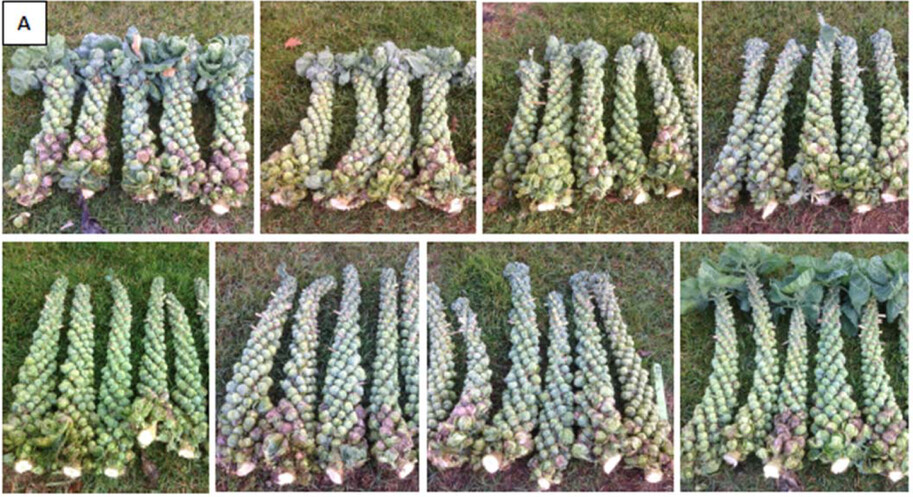 Photos of Brussels sprout plants (Jade Cross E varieties) topped at different dates.