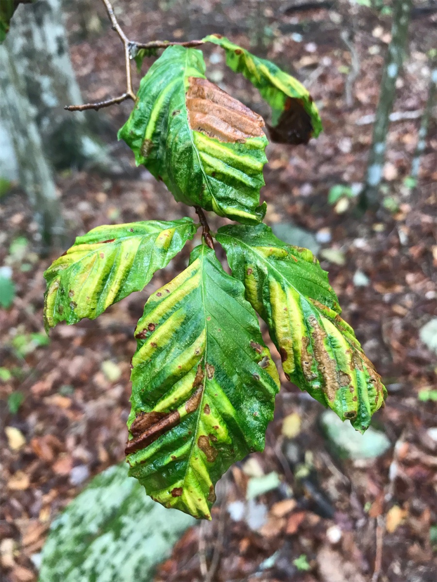 An American beech branch with curled and brown leaves—signs of beech leaf disease.