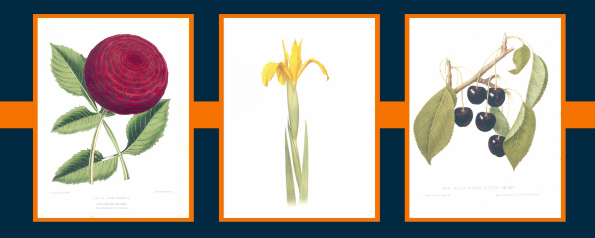 A photo showing three frames, from left, with orange borders: flower, flower and cherries