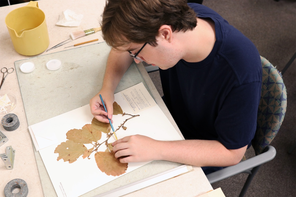 A white male sits over a piece of paper, adding glue to a backdrop to mount the plant specimen to a backing.