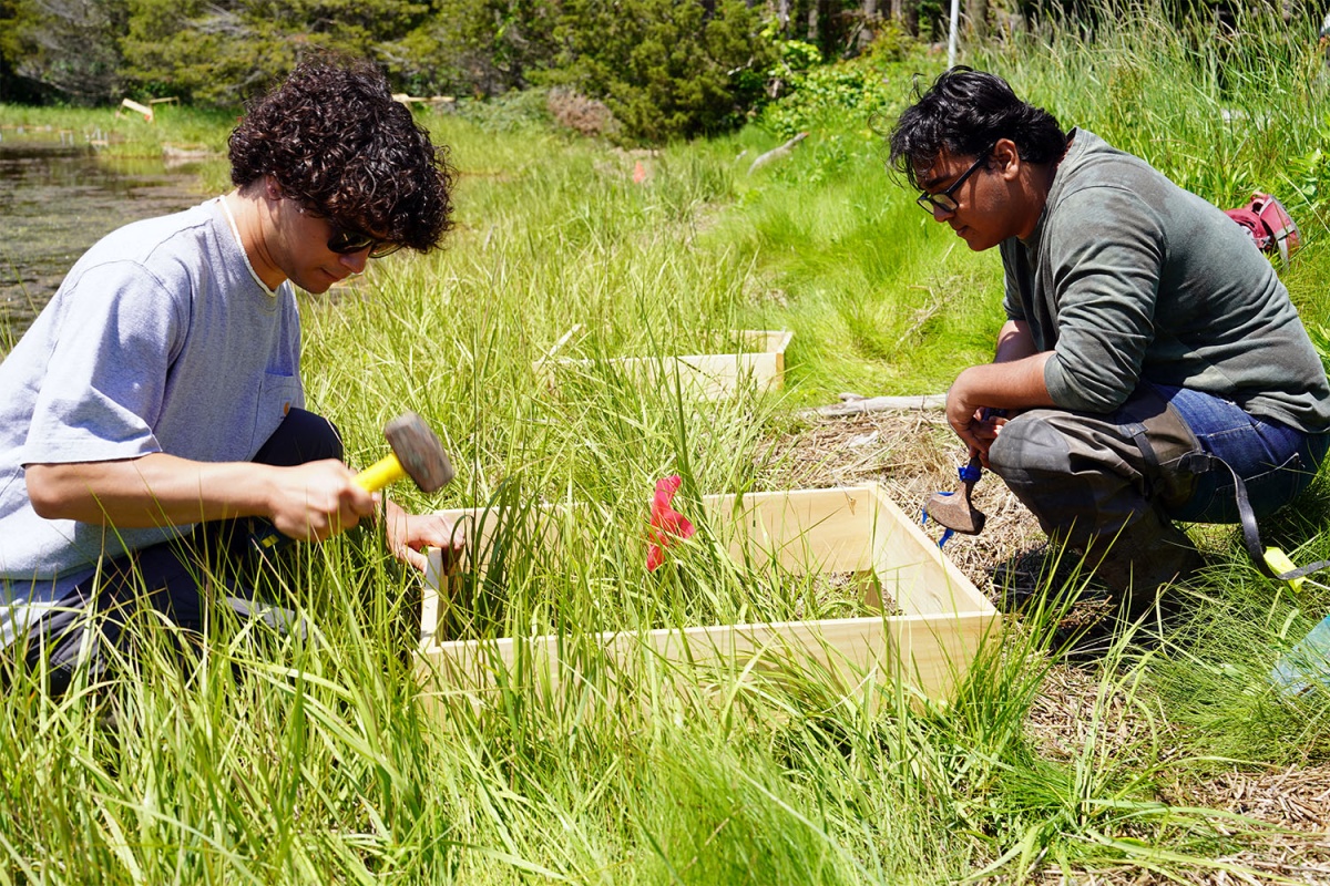 Reece Ciampitti (left), a marine science student from Boston University, Giovanni Quiñones, a visiting student from the University of Puerto Rico, install a sediment thin-layer placement study plot.