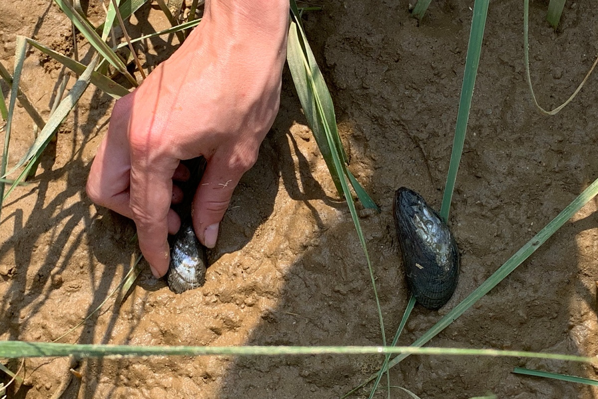 Ribbed mussels (Geukensia demissa) are added to a study plot.